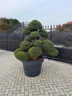 Ilex crenata kinme japanse tuinbonsai dikke boom /stam, Vaste plant, Halfschaduw, Lente, Ophalen