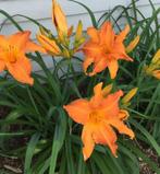 Oranje lelie’s, Zomer, Vaste plant, Ophalen of Verzenden, Volle zon