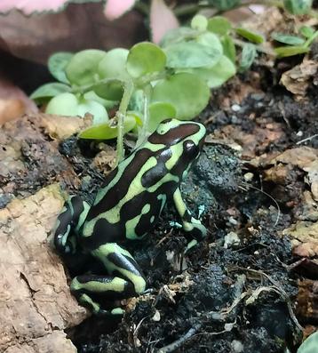 Kikkers Dendrobates Auratus Reticulated 0.0.1 beschikbaar voor biedingen