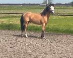 Prachtige welsh b ruin te koop, Dieren en Toebehoren, Gechipt, Ruin, 3 tot 6 jaar, B pony (1.17m tot 1.27m)