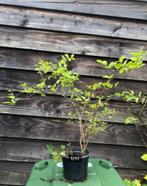 Geurende winterbloemen ca. 4 jr struik in pot bonsai basis, Overige soorten, Minder dan 100 cm, Struik, Ophalen