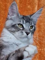Maine coon kittens- onze Paloma zoekt beste huisje, Dieren en Toebehoren, Katten en Kittens | Raskatten | Langhaar, Meerdere dieren