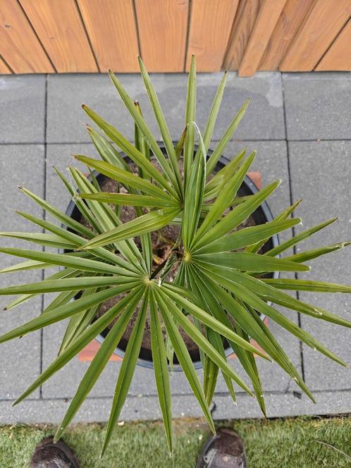 Trachycarpus Princeps 100% zuiver, Tuin en Terras, Planten | Tuinplanten, Volle zon, Zomer, Ophalen