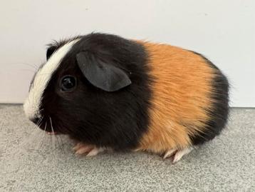 Lief beertje Nick beschikbaar voor biedingen