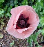 Papaver roze zaad doos plant tuin slaapbol, Ophalen, Voorjaar, Volle zon, Zaad