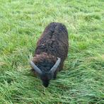 Ouessant ram, Dieren en Toebehoren, Schapen, Geiten en Varkens, 0 tot 2 jaar