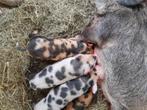 Mini varken biggen, Dieren en Toebehoren, Meerdere dieren, 0 tot 2 jaar, Varken