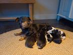 Jack russel pups te koop, Dieren en Toebehoren, Honden | Teckels en Dashonden, Standaard, CDV (hondenziekte), 8 tot 15 weken, Korthaar