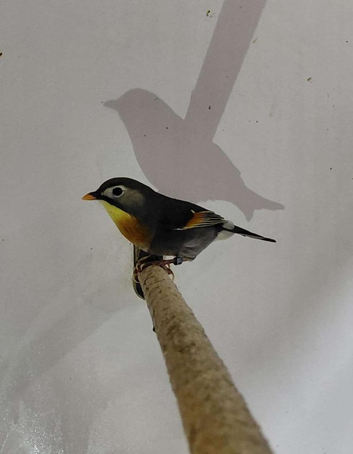 Mooi broedkoppel Japanse Nachtegaal, Dieren en Toebehoren, Vogels | Overige Vogels, Meerdere dieren, Geringd