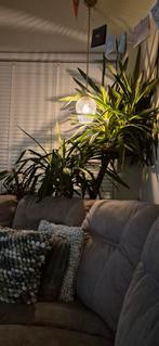 Grote Yucca Plant - 1.40m, Ophalen, Zo goed als nieuw, Binnen