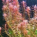 Rotala indica rood stekken, Overige typen, Zoetwatervis