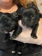 Kruising pups Toypoedel - Shitzu - Jackrussel, Dieren en Toebehoren, Rabiës (hondsdolheid), 8 tot 15 weken, Meerdere, Meerdere dieren