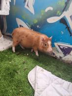 Biggetje, Dieren en Toebehoren, Schapen, Geiten en Varkens