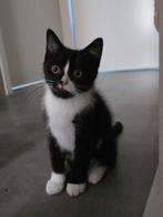 Felix kitten, 0 tot 2 jaar