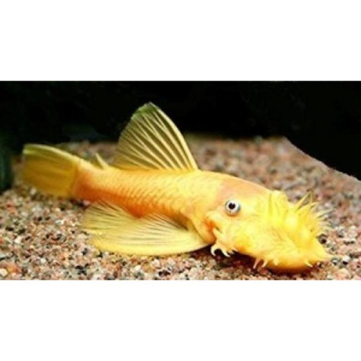 Ancistrus gold xxl - Koidreams Valburg, Dieren en Toebehoren, Vissen | Aquariumvissen, Zoetwatervis, Vis