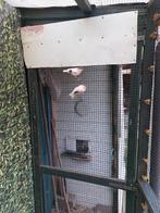 Te koop 6 Harlekein kanaries 2xman 4xpop, Dieren en Toebehoren, Vogels | Kanaries, Meerdere dieren, Postuurkanarie