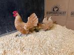 Jonge tamme Sebright geel wit gezoomd gesekst en ingeënt, Dieren en Toebehoren, Pluimvee, Vrouwelijk, Kip