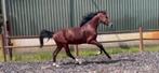2 jarige hengst, Dieren en Toebehoren, Paarden, Hengst, 0 tot 2 jaar
