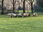 Drentse heideschapen te koop, Meerdere dieren, Schaap, 0 tot 2 jaar
