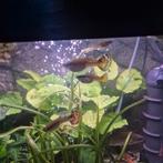 Vrouwelijke guppy 3€, Dieren en Toebehoren, Vissen | Aquariumvissen, Vis, Zoetwatervis