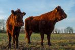Stiertje eenkleurig 12 maanden rood, bruin, zwart, Dieren en Toebehoren, Mannelijk, 0 tot 2 jaar