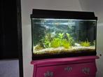 Mooi aquarium, Dieren en Toebehoren, Ophalen, Gevuld zoetwateraquarium