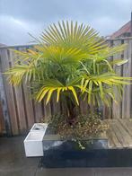 Twee mooie palmbomen voor uw tuin!, Bloeit niet, 100 tot 250 cm, Palmboom, Ophalen