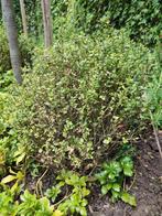 Ilex crenata dark green Japanse hulst bol 50 cm, Tuin en Terras, Planten | Struiken en Hagen, Ophalen, Hulst, Minder dan 100 cm