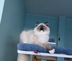 Ragdoll, Dieren en Toebehoren, Katten en Kittens | Raskatten | Langhaar, Poes, Met stamboom, 0 tot 2 jaar