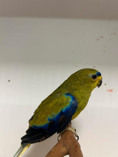 Elegantparkieten, Dieren en Toebehoren, Vogels | Parkieten en Papegaaien, Meerdere dieren