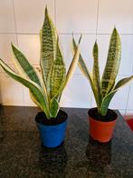 2 Sanseveria's, net verpot., Ophalen, Overige soorten, Minder dan 100 cm
