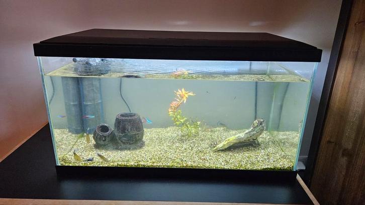 Aquarium compleet incl. vissen, 60x30x30 cm, Dieren en Toebehoren, Vissen | Aquaria en Toebehoren, Zo goed als nieuw, Gevuld zoetwateraquarium