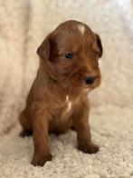 Australian labradoodle pups, Nederland, Overige rassen, CDV (hondenziekte), 8 tot 15 weken
