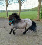 Gezocht, een plekje voor mijn 22 jarige shetlander ruin, Dieren en Toebehoren, Weidegang