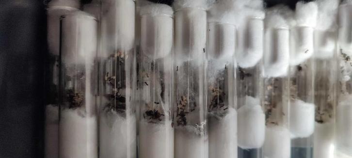 BULK Lasius Niger Koninginnen | 50x | 10-20 werksters, Dieren en Toebehoren, Insecten en Spinnen, Mieren