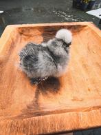 Te koop USA Zijdehoen hennetjes, Vrouwelijk, Kip