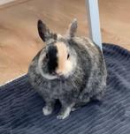 Gezocht: Maatje (Ram) voor mijn konijn, Dieren en Toebehoren, Konijnen, Mannelijk