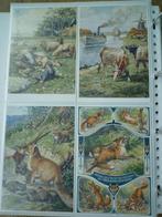 Cornelis Jetses (9) vossen haas koeien schapen bloemen vogel, Ophalen of Verzenden, Voor 1920, Natuur