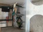 kakariki's, Meerdere dieren, Parkiet, Geringd