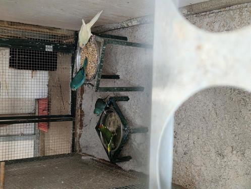 kakariki's, Dieren en Toebehoren, Vogels | Parkieten en Papegaaien, Parkiet, Meerdere dieren, Geringd
