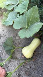 Boxtel, Verse eetbare flessen pompoenen, soep, Ophalen, Volle zon, Groenteplanten, Eenjarig