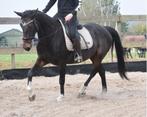 Brave, correcte ,  grote E ruin , betuigd en bereden, Dieren en Toebehoren, Paarden, Minder dan 160 cm, B, Gechipt, Ruin