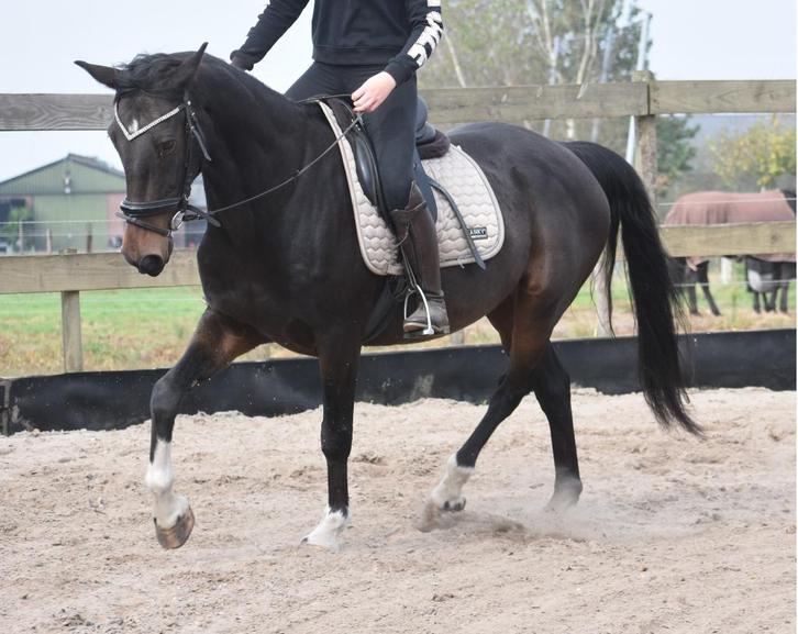 Brave, correcte ,  grote E ruin , betuigd en bereden, Dieren en Toebehoren, Paarden, Ruin, B, Minder dan 160 cm, 11 jaar of ouder