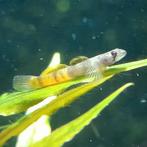 Sicyopus zosterophorus, Dieren en Toebehoren, Vissen | Aquariumvissen