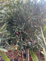 Volwassen olijfboom met olijven – 180 cm hoog, Tuin en Terras, Planten | Bomen, 100 tot 250 cm, Olijfboom, Zomer, Ophalen