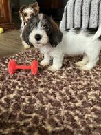 Petit Basset Griffon Vendeen pups, Dieren en Toebehoren, Honden | Beagles, Bassets en Lopende honden, Reu, 8 tot 15 weken, Meerdere