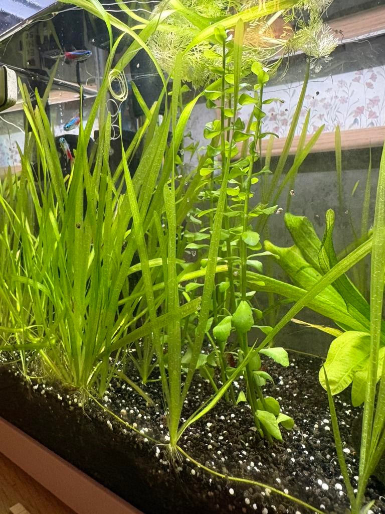 Aquariumplant, Vis
