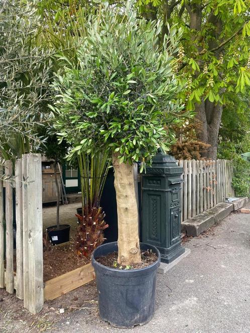 Mooie dikke Olijfboom, Tuin en Terras, Planten | Bomen, Olijfboom, 100 tot 250 cm, Volle zon, In pot, Ophalen