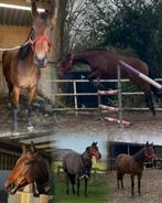 Mega lief zadelmak paard / ruin / recreatie paard, Dieren en Toebehoren, Paarden, Gechipt, Ruin, Zadelmak, 3 tot 6 jaar