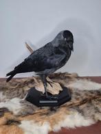 opgezetten kauwtje op schedel kapje!, Ophalen of Verzenden, Nieuw, Vogel, Opgezet dier